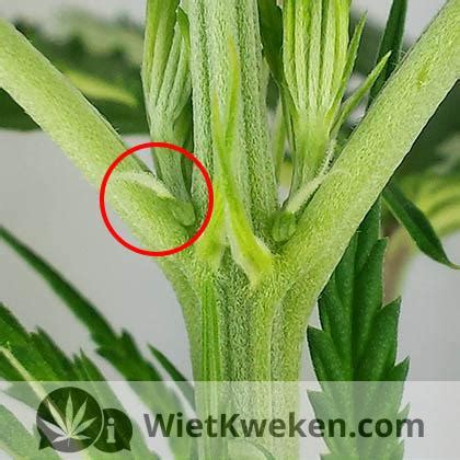 een wietplant in bloei